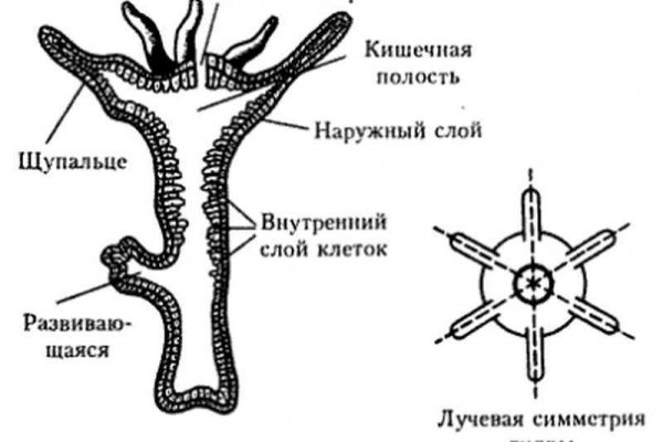 Кракен 2krn